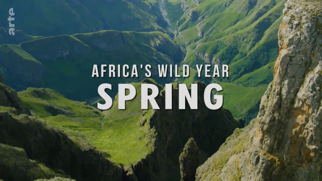 Africa's Wild Year